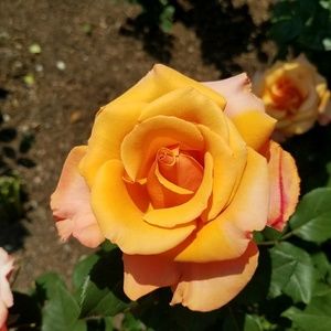 Meet your Posher, Jeanne